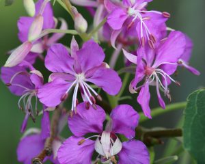 close up of fireweed flowers